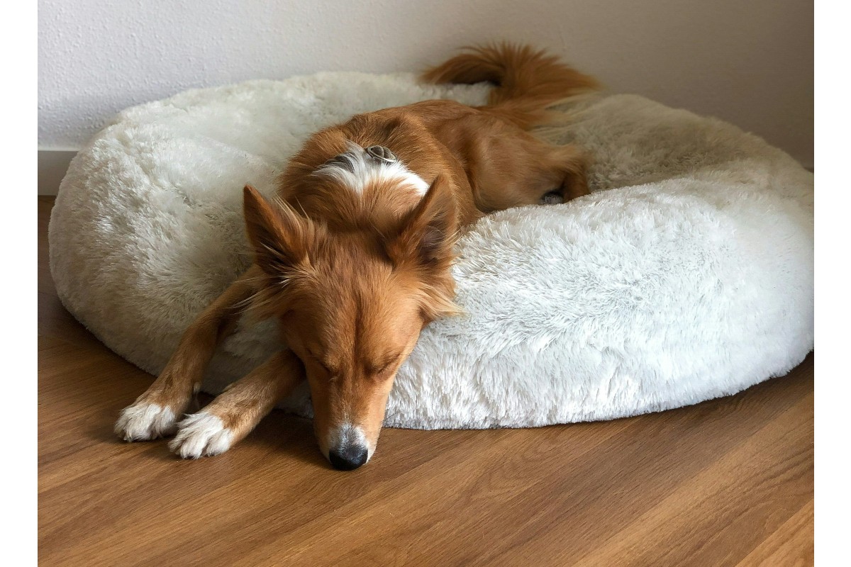 Hvor ofte ska du vaske hundeseng? - Newport